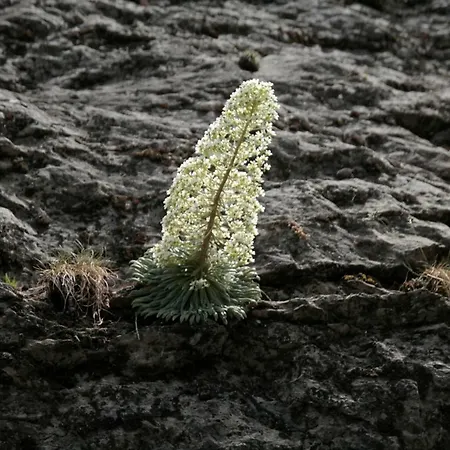 Ferienhaus Jardin De Hoz *