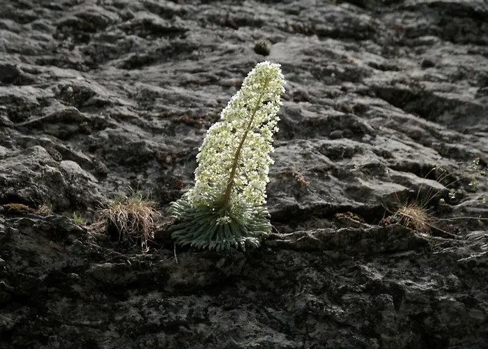 Semesterbostad Jardin De Hoz *